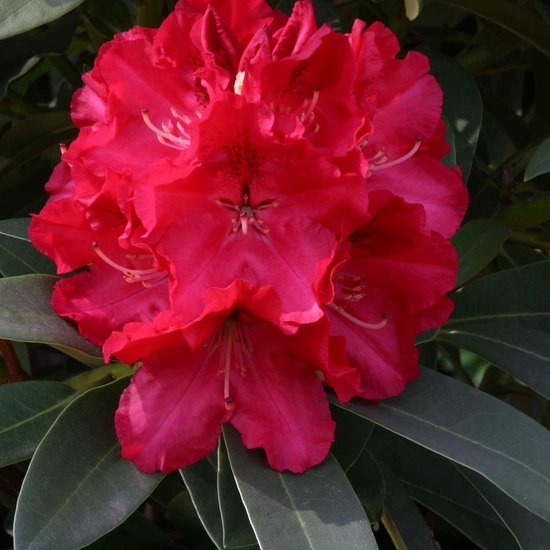 Rhododendron Wilgen's Ruby 40-50 cm in pot